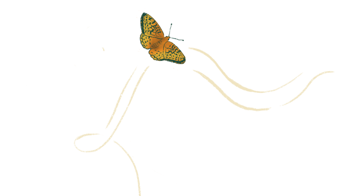 An orange and black butterfly rising in flight.